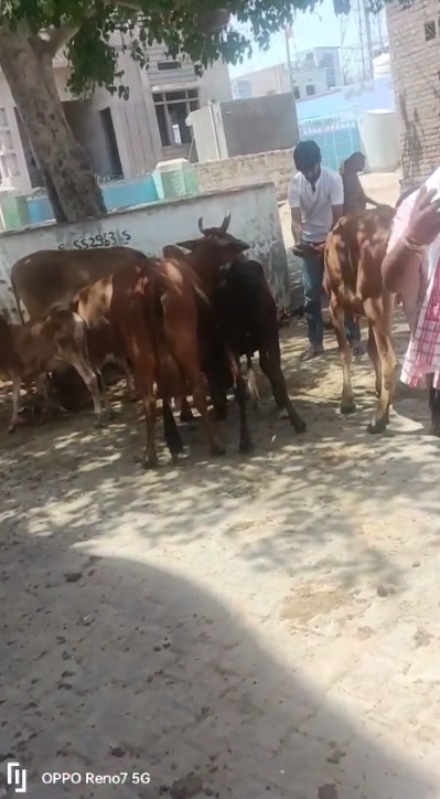 BIKANER