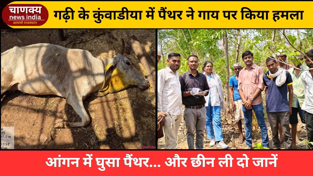 BANSWARA // घर में बंधी गाय पर पैंथर का हमला, मौत