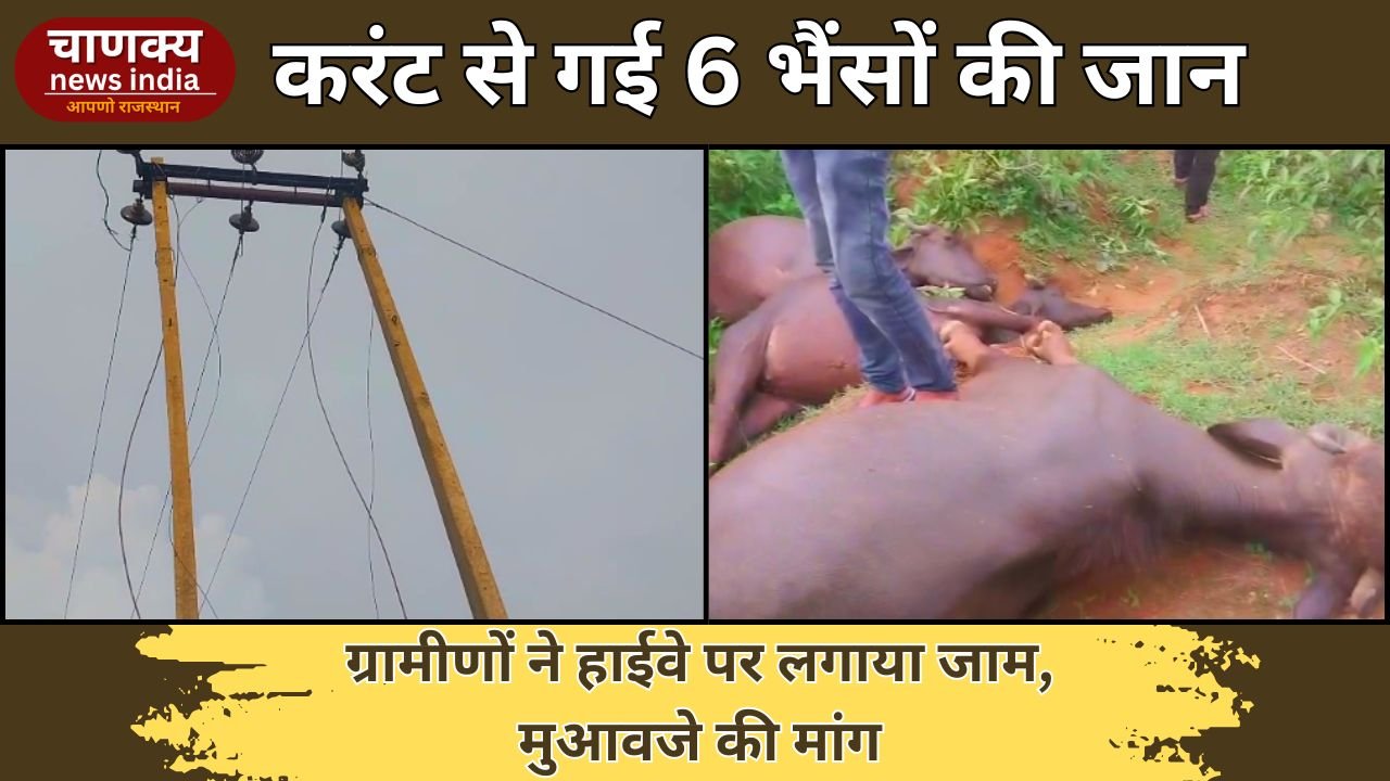 TONK // केवी लाइन की चपेट में 6 भैंसों की मौत