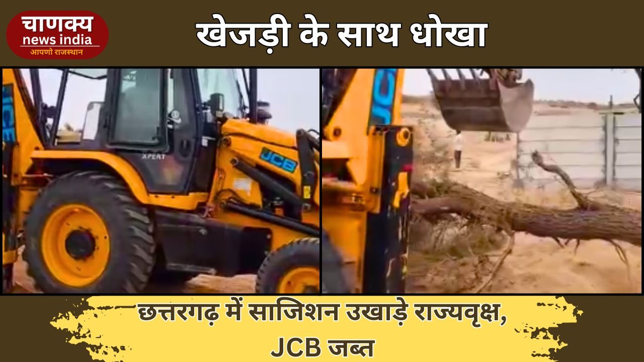 BIKANER // बीकानेर में लालच के लिए खेजड़ी के साथ साजिश, JCB से उखाड़कर दोबारा लगाया राज्यवृक्ष