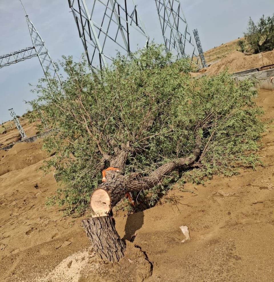 BIKANER// सौर ऊर्जा प्लेट लगाने के लिए खेजडियों पेड़ अवैध रूप से काटे गए