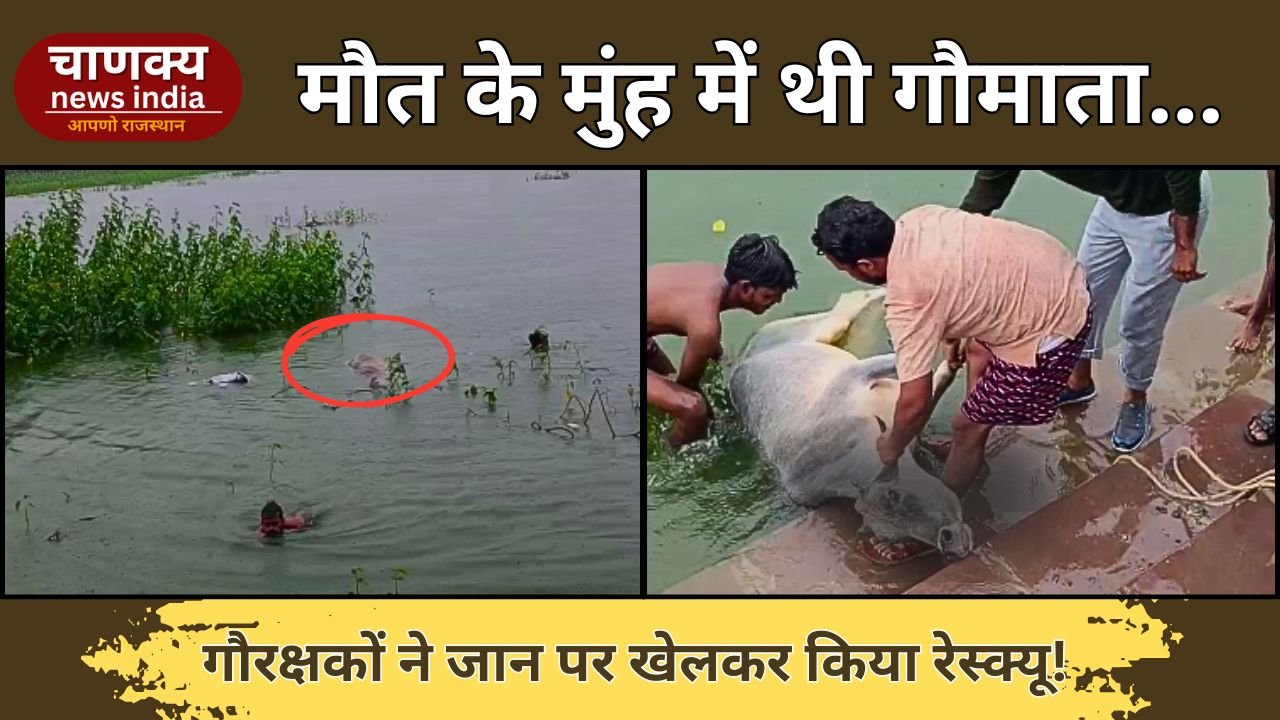 BARAN // तालाब में फंसी गौमाता को गौरक्षकों ने बचाया
