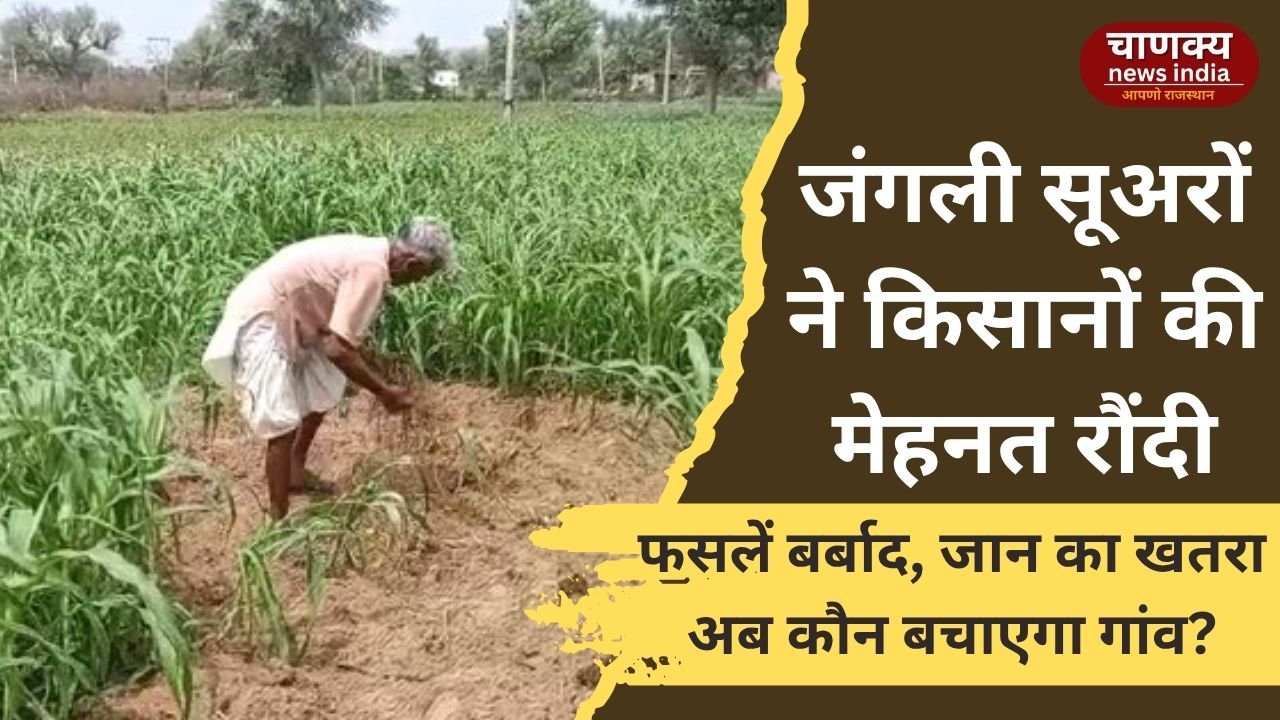 JODHPUR // जोधपुर के खेतों में जंगली सूअरों का आतंक